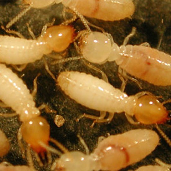 บริษัทกำจัดปลวกแพร่ - พีเคกรุ๊ป - บริษัทกำจัดปลวกแพร่