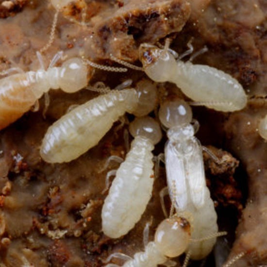 บริษัทกำจัดปลวกแพร่ - พีเคกรุ๊ป - กำจัดปลวกน่าน