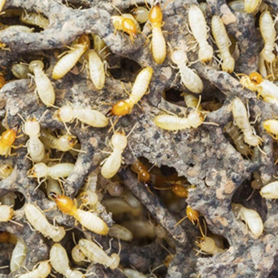 บริษัทกําจัดปลวก ใกล้ฉัน บริษัทกําจัดปลวก ใกล้ฉัน  กำจักปลวก ใกล้ฉัน  ฉีดปลวกใกล้ฉัน 