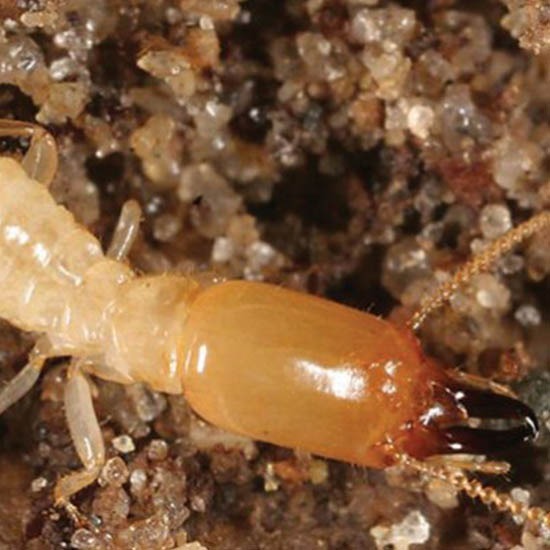 รับกำจัดปลวก ลำปาง รับกำจัดปลวก ลำปาง  บริษัทกำจัดปลวกลำปาง  รับฉีดปลวกลำปาง  กำจัดปลวกลำปาง 